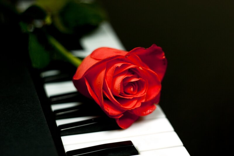Red Rose on Piano Keys — Dramatic, Photograph, Piano Keys