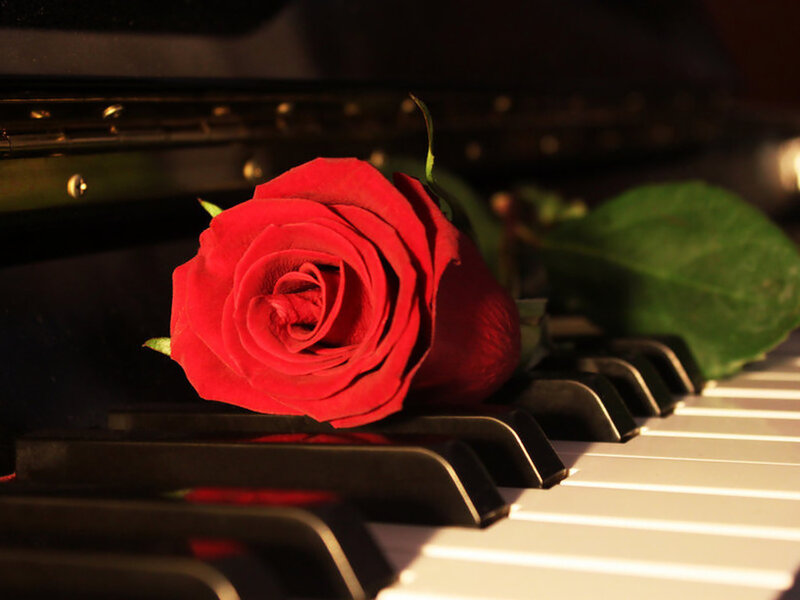 Red Rose on Piano Keys — Dramatic, Photograph