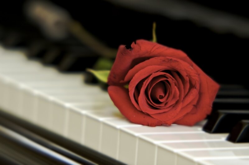 Red Rose on Piano Keys — Dramatic