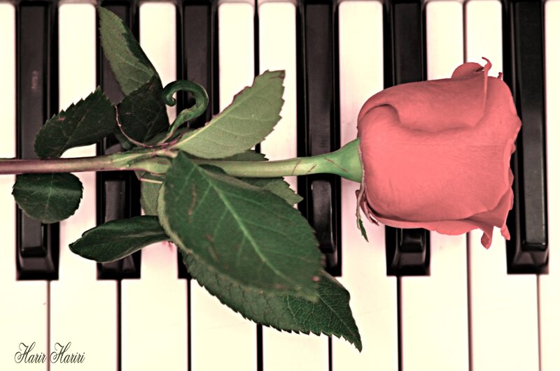 Red Rose on Piano Keys — Pink