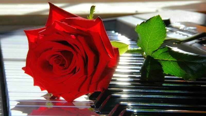 Red Rose on Piano Keys — Serene, Afternoon