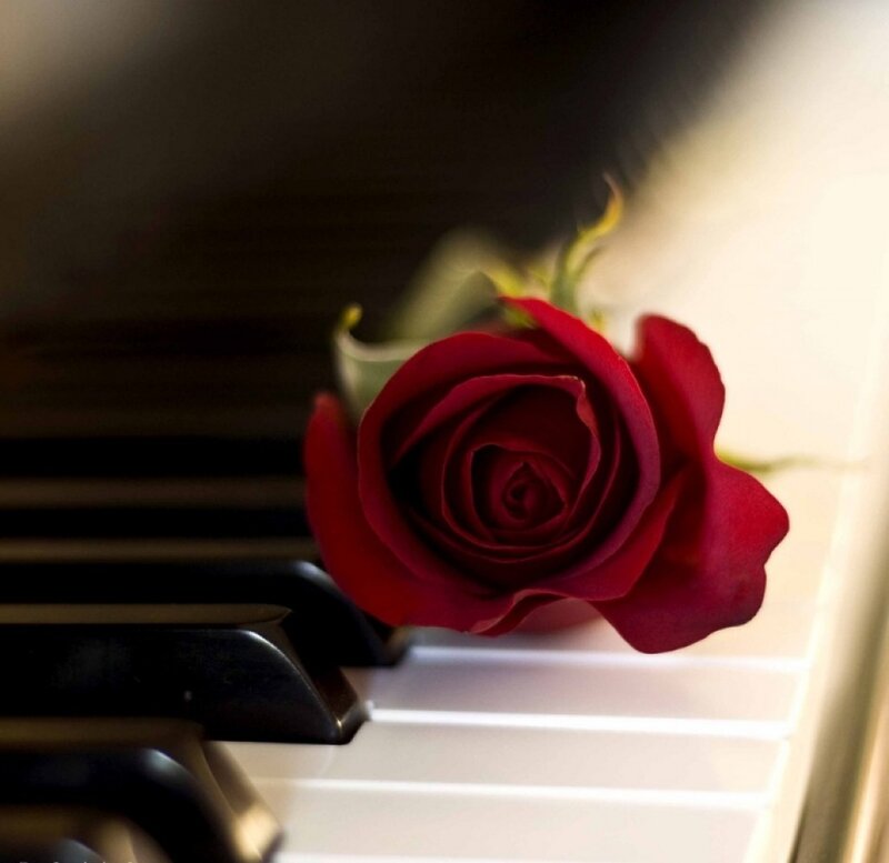 Red Rose on Piano Keys — Serene, Photograph, Piano Keys