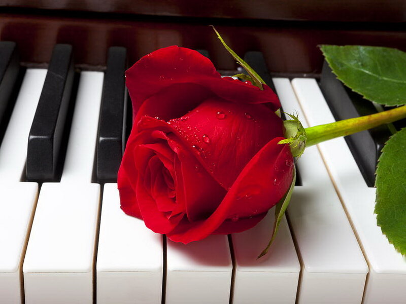 Red Rose on Piano Keys — Serene, Photograph