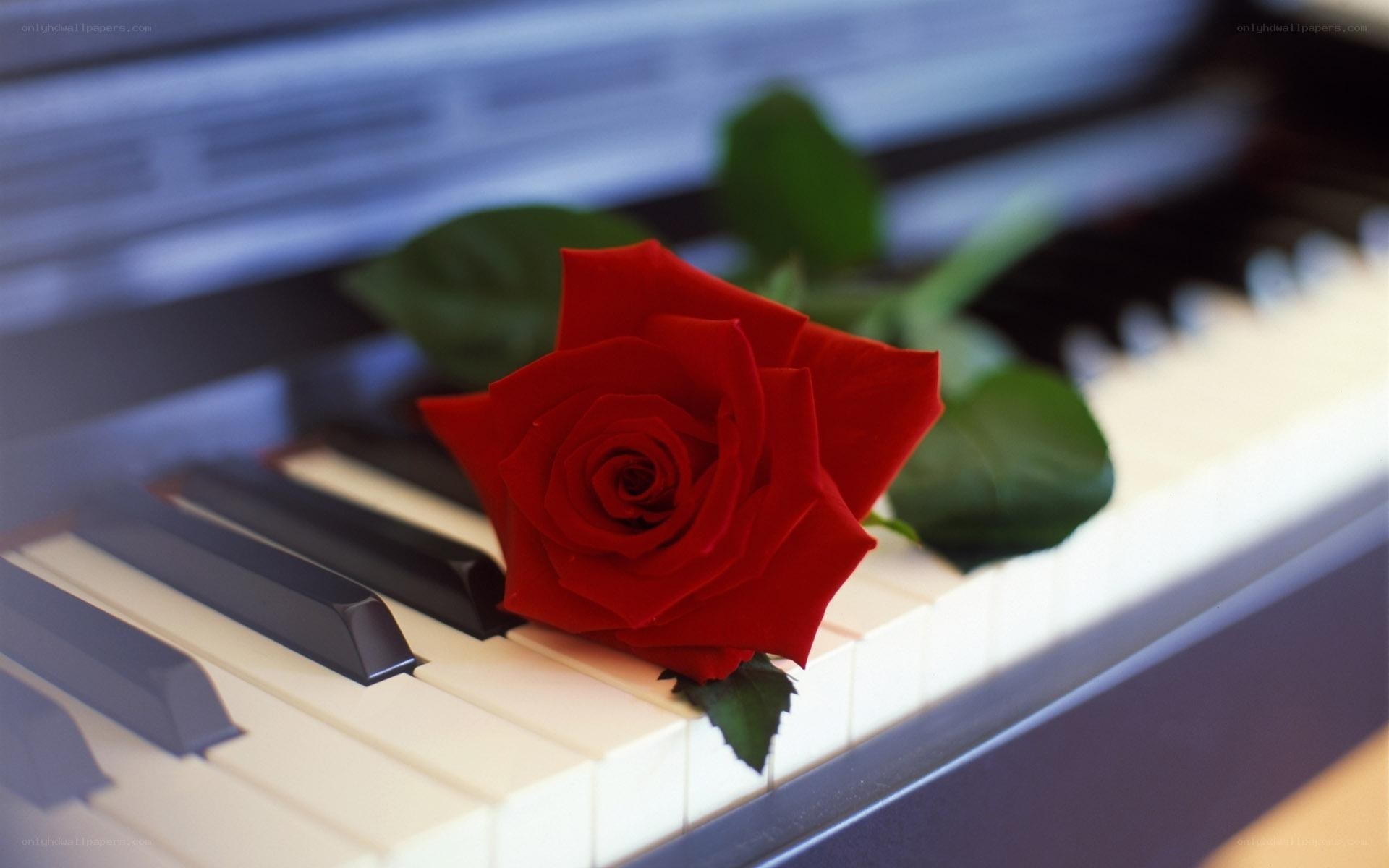 Red rose on piano keys
