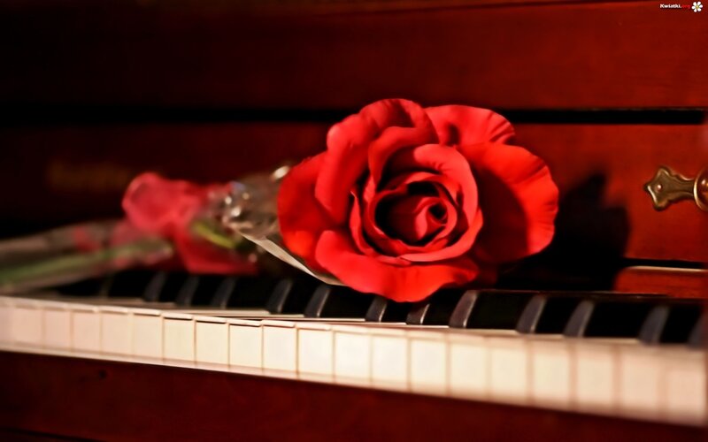 Red Rose on Piano — Romantic, Photograph