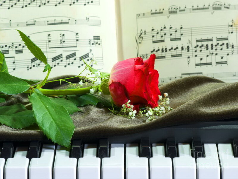 Red Rose on Piano — Serene, Photograph