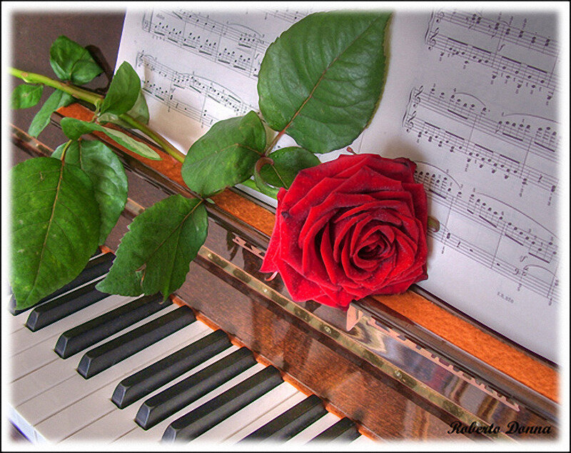 Red Rose on Piano — Serene