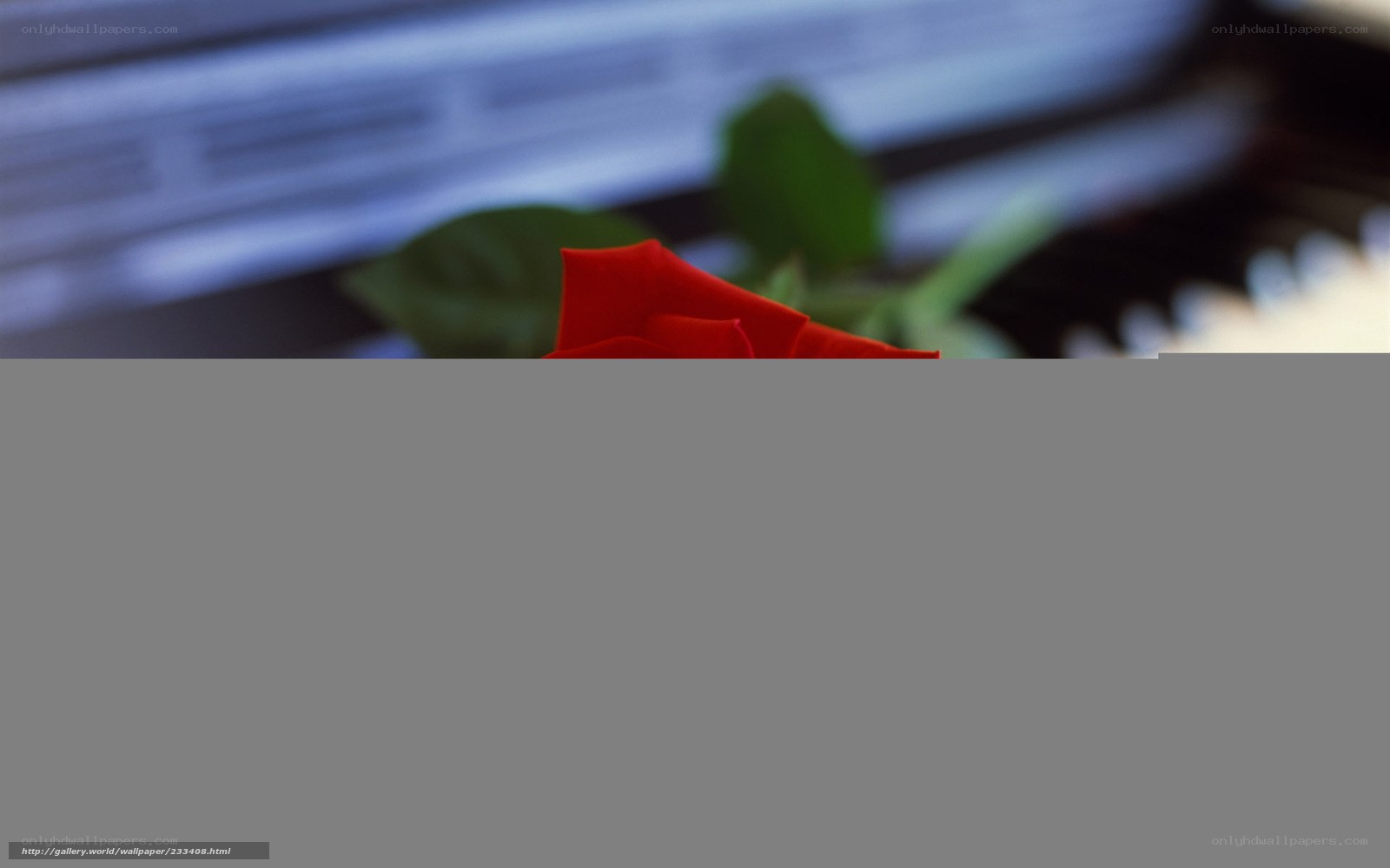 Red rose on piano