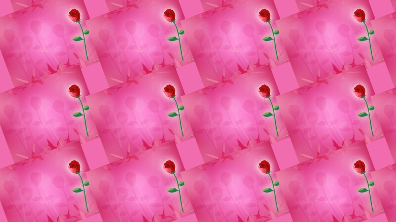 Red Rose on Pink Background