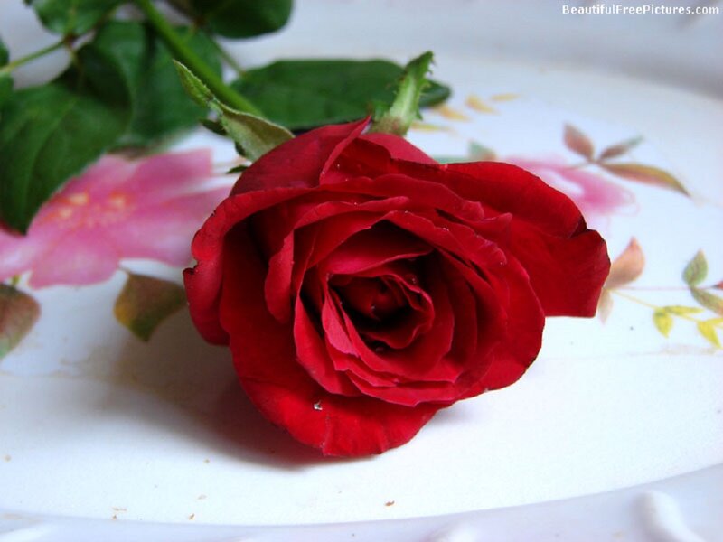 Red Rose on Plate — Calm