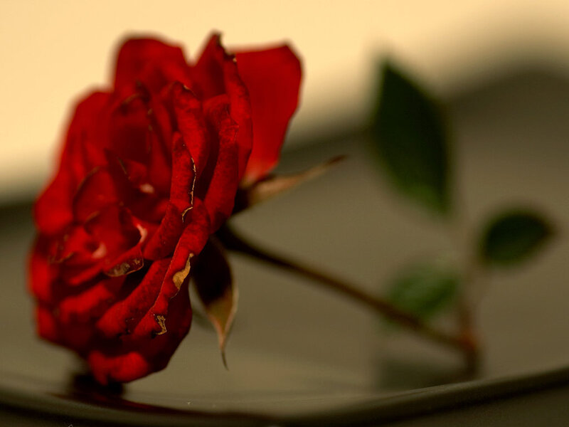 Red Rose on Plate — Dramatic, Photograph