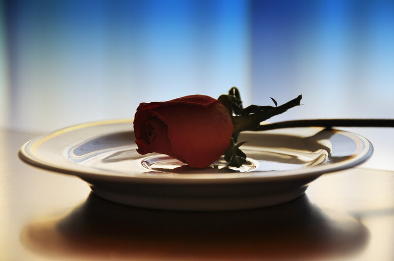 Red Rose on Plate — Dramatic
