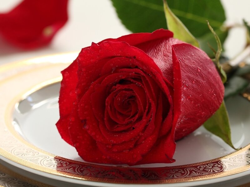 Red Rose on Plate — Serene, Photograph, Leaf