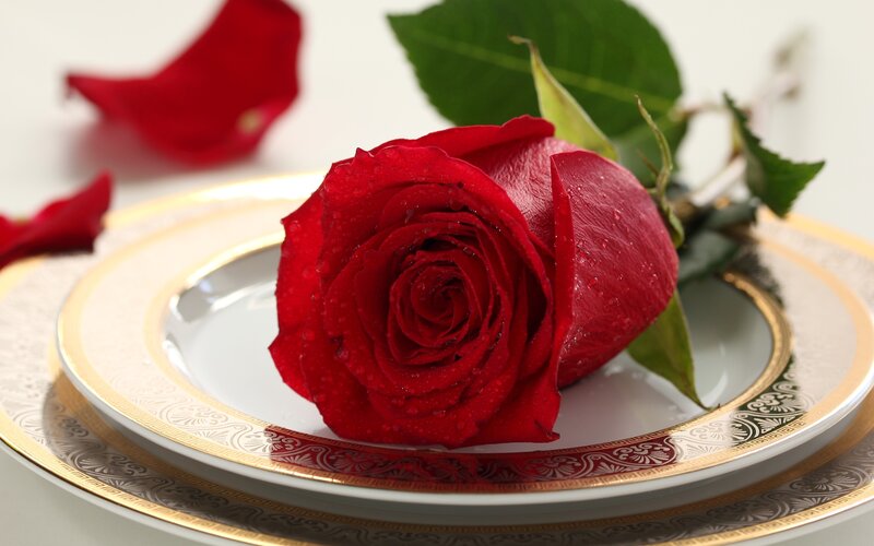 Red Rose on Plate — Serene, Photograph, Petals, Leaf