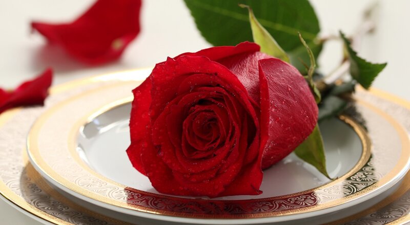 Red Rose on Plate — Serene, Photograph