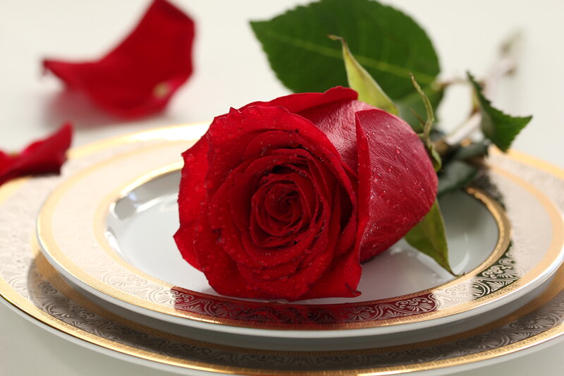 Red Rose on Plate — Serene