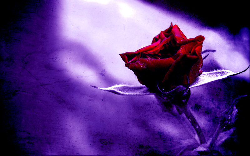 Red Rose on Purple Background — Dramatic