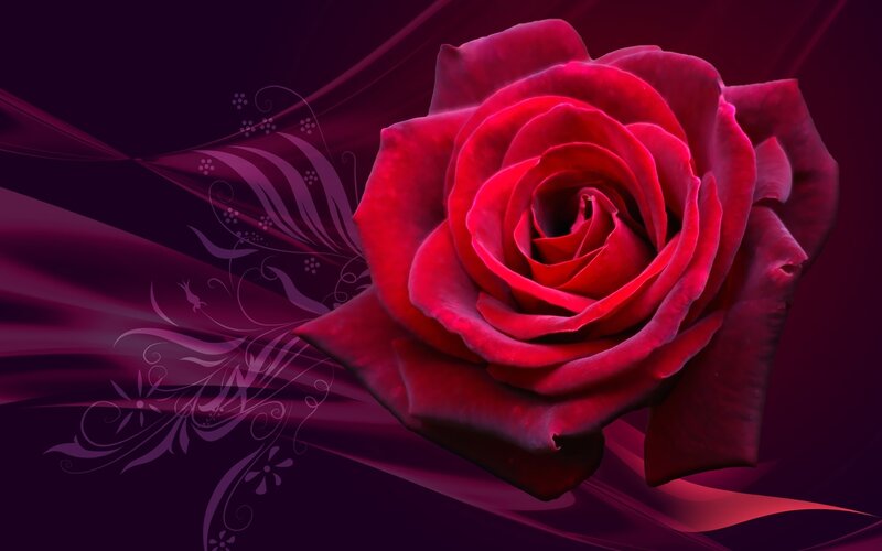 Red rose on purple background