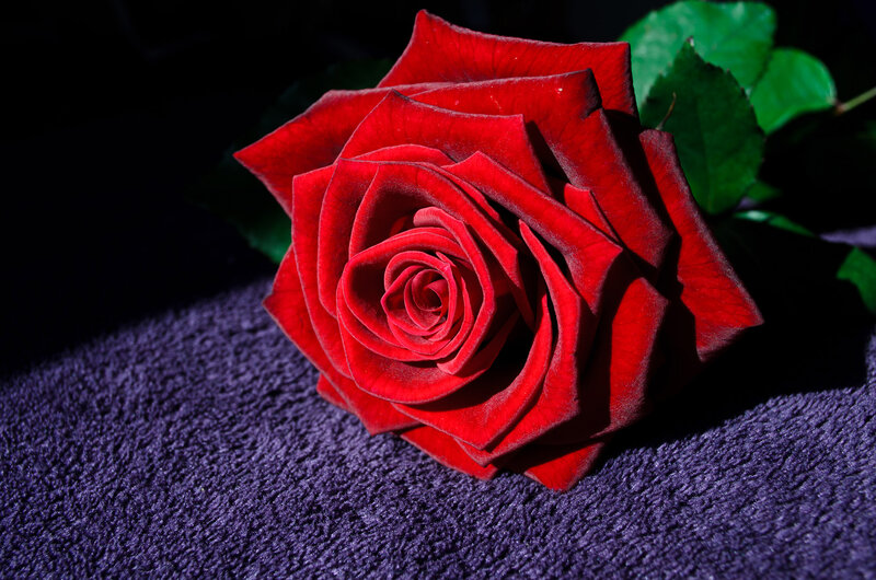 Red Rose on Purple Cloth