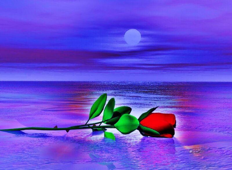 Red rose on purple sea