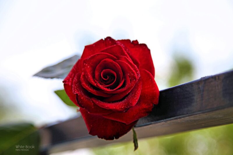 Red Rose on Railing