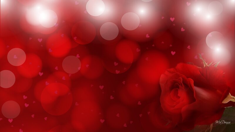Red Rose on Red Background — Romantic