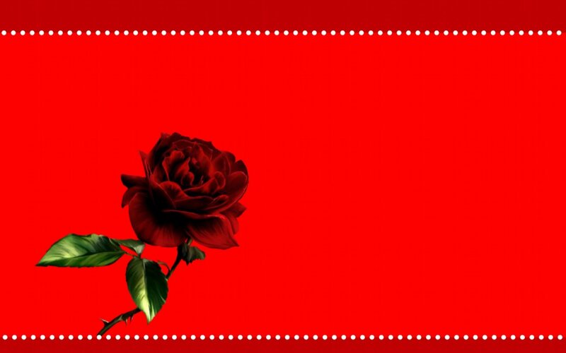 Red Rose on Red Background — Simple