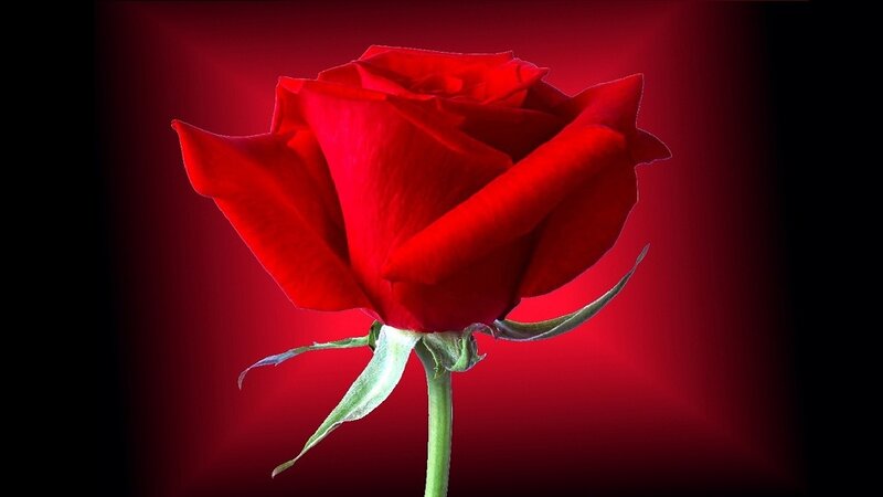 Red Rose on Red Background