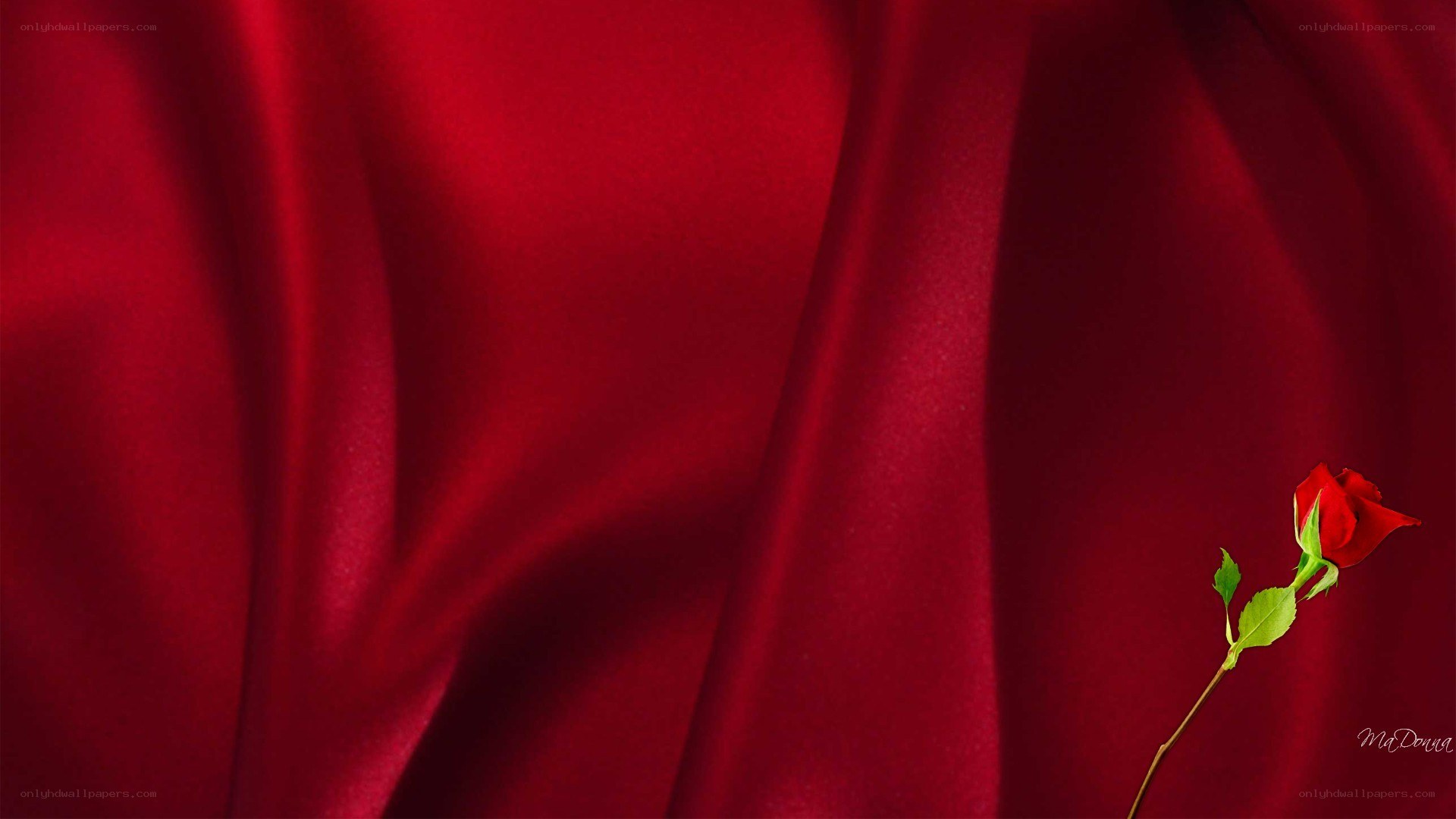 Red rose on red fabric