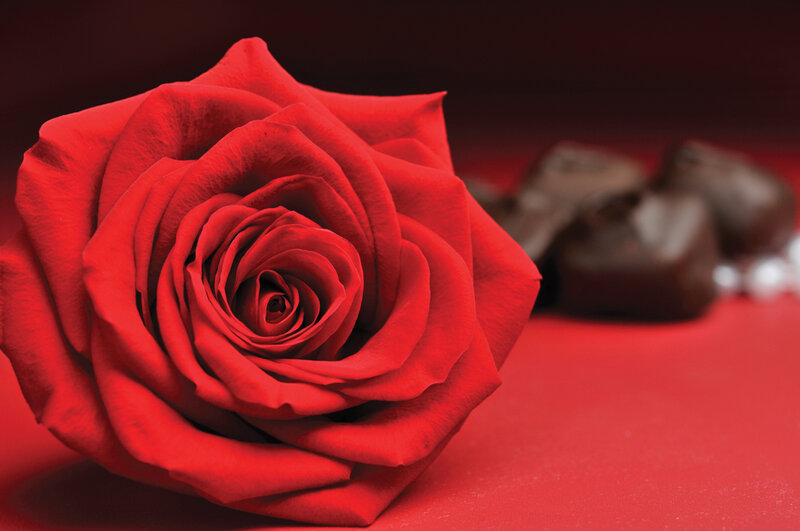 Red Rose on Red Surface — Romantic