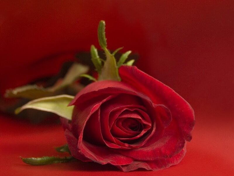 Red Rose on Red Surface