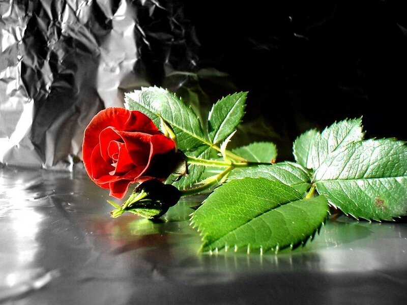 Red rose on reflective surface
