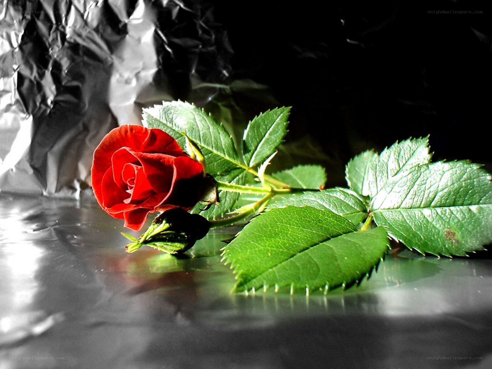 Red rose on reflective surface