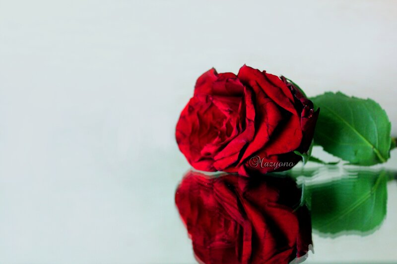 Red Rose on Reflective Surface — Calm, Photograph, Green Leaf