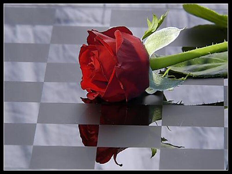 Red Rose on Reflective Surface — Calm, Photograph, Stem