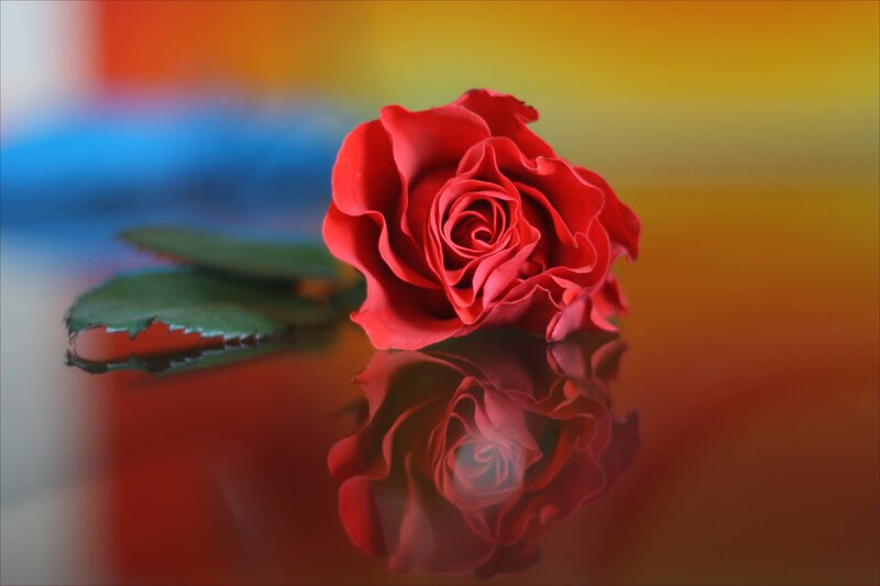 Red Rose on Reflective Surface — Calm, Photograph