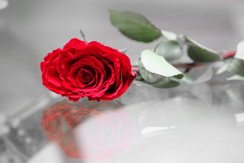 Red Rose on Reflective Surface — Calm