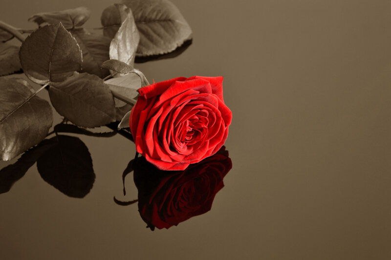Red Rose on Reflective Surface — Dramatic