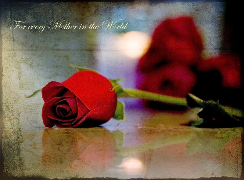 Red Rose on Reflective Surface — Sentimental