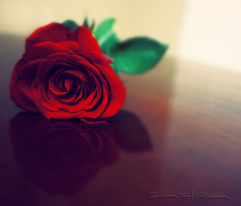 Red Rose on Reflective Surface — Serene, Photograph