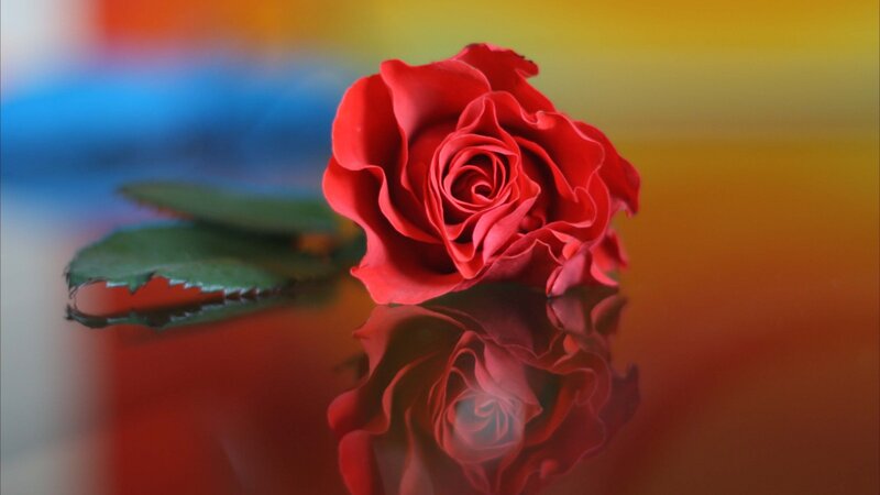 Red Rose on Reflective Surface — Serene