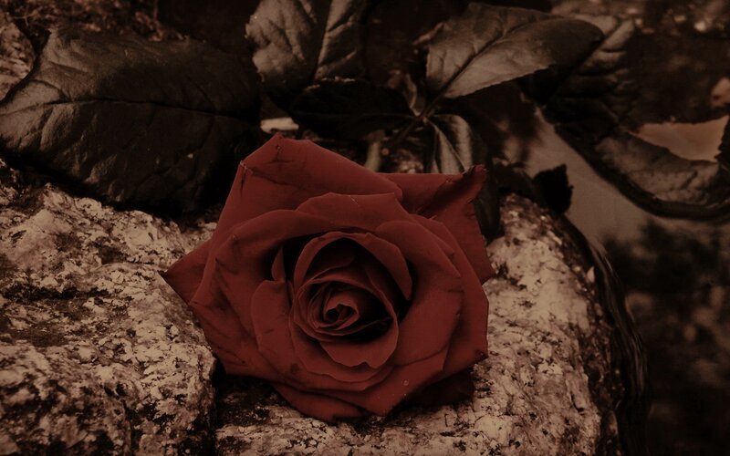 Red Rose on Rock — Brown