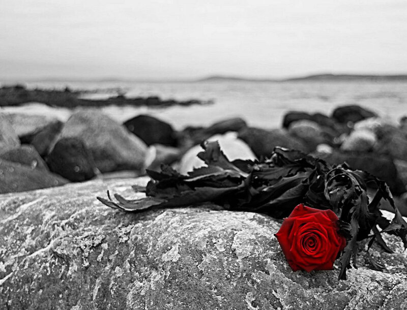 Red Rose on Rock — Somber