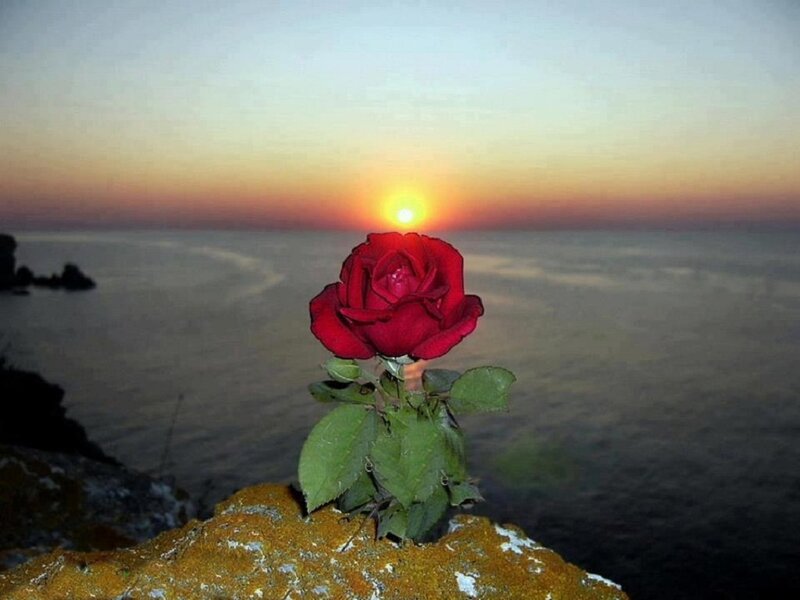 Red Rose on Rock