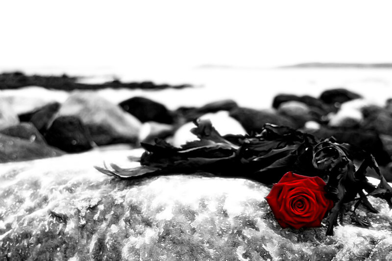 Red Rose on Rocks