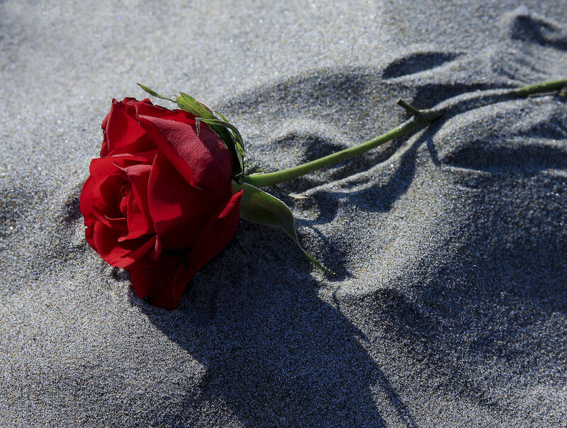Red Rose on Sand — Dramatic