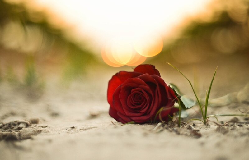 Red Rose on Sand — Serene