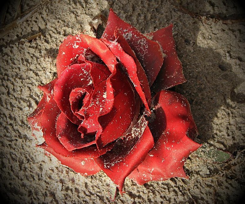 Red Rose on Sand