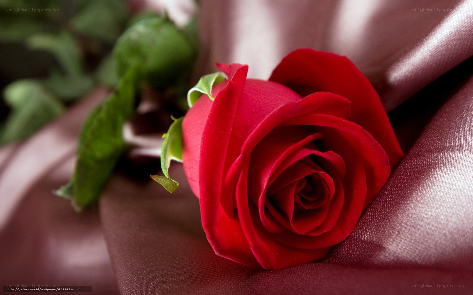 Red rose on satin fabric