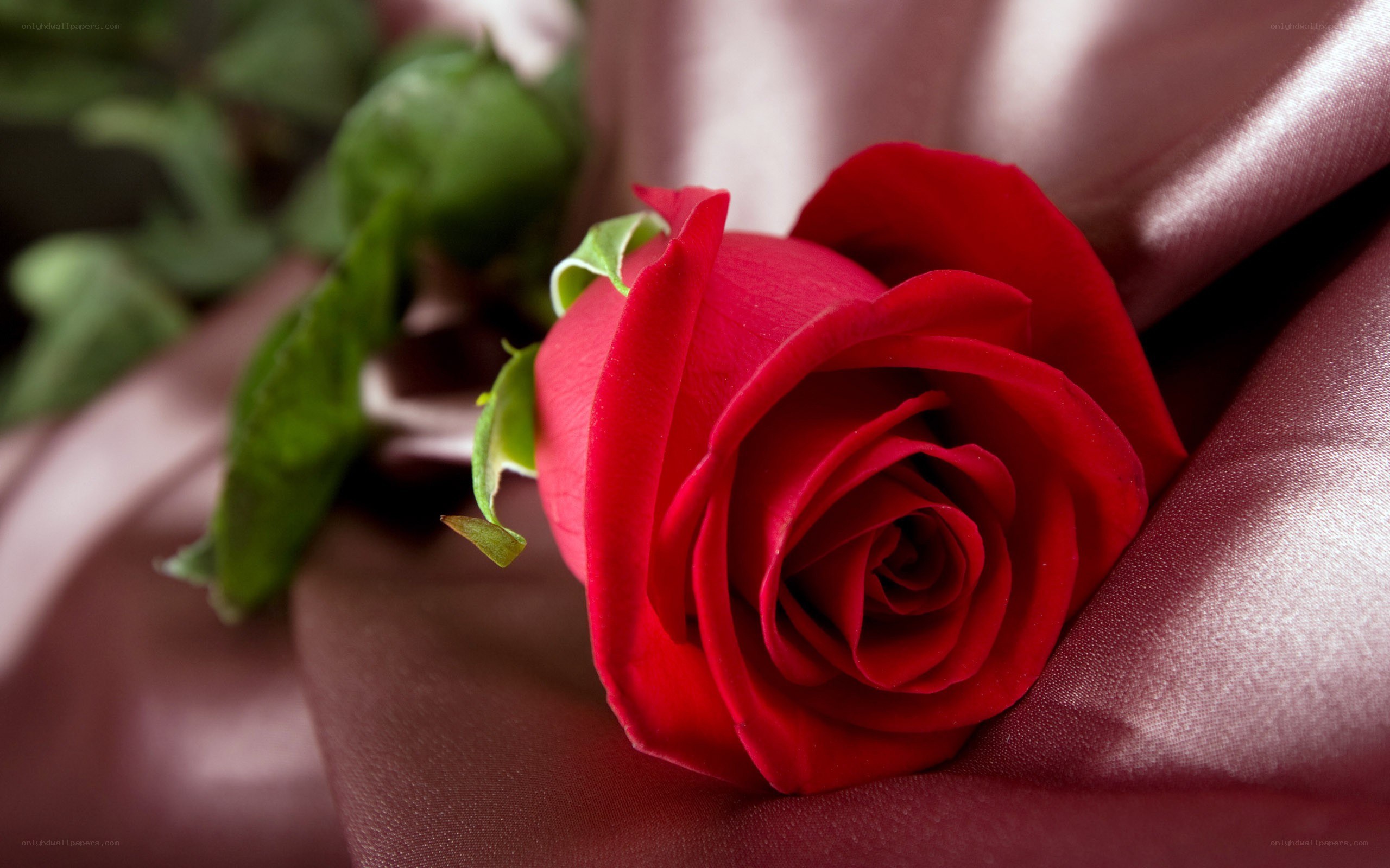 Red rose on satin fabric